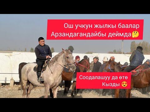 Видео: ОШ УЧКУН ЖЫЛКЫ БААЛАР ТҮШКӨНДӨЙ ПАЙ ПАЙ 2025 ж 3 ноябрь