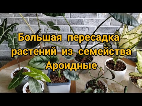 Видео: Большая пересадка растений из семейства Ароидные (Филодендрон, алоказии, аглаонемы)
