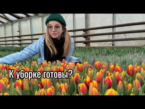 Видео: до уборки тюльпанов 3-2-1…