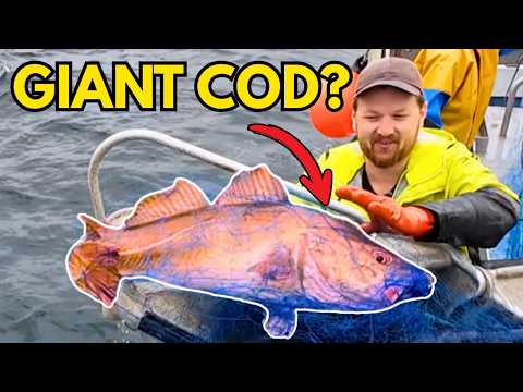 Видео: 56 сетей во фьорде: поймана САМАЯ БОЛЬШАЯ треска года (№7)