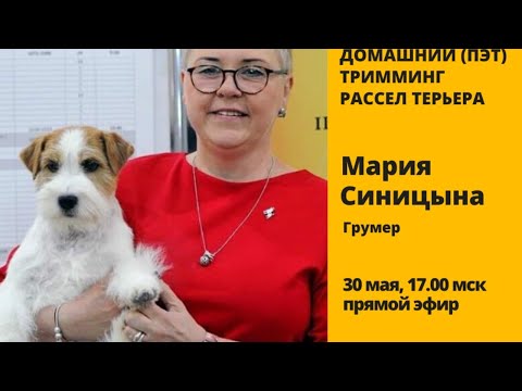 Видео: Домашний (пэт) тримминг рассел терьера с Марией Синицыной