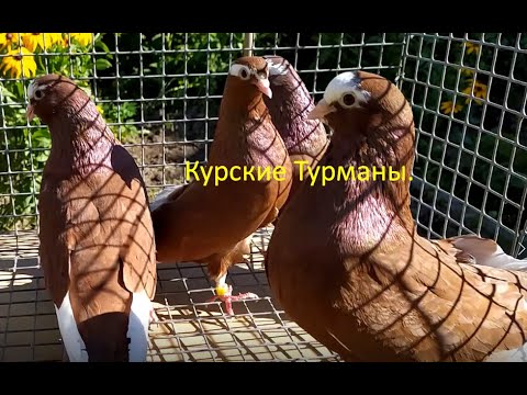 Видео: Курские Турманы!