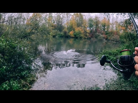 Видео: Нашёл  место с ЖЕРЕХАМИ на маленькой речке