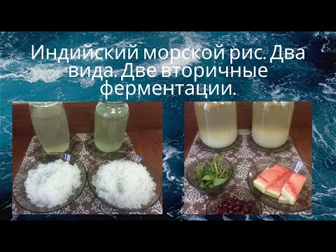 Видео: Индийский морской рис.  Два вида.  Две вторичные ферментации.