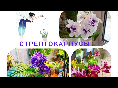 Видео: Стрептокарпусы и мой уход за ними : полив, грунт, свет и прочее