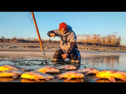 Видео: ПЕРВЫЙ ЛЁД РАДУЕТ! САЗАНЫ КЛЮЮТ, ЛЕСКА РЕПИТ, КАРАСИ ЛАПТИ ДАВЯТ! Зимняя рыбалка 2025