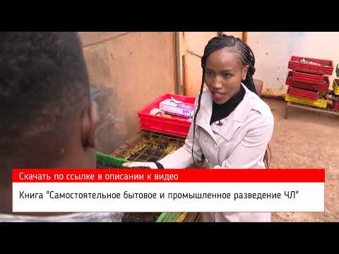 Видео: Черная львинка в Кении. Часть 1. На ночь не смотреть