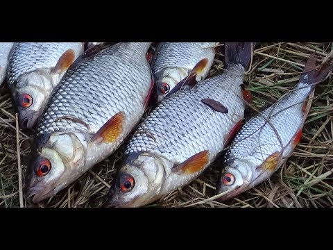 Видео: СЕКРЕТЫ ловли  плотвы осенью. Ловля на поплавок.