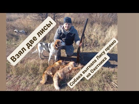 Видео: ВЗЯЛИ ДВЕ ЛИСЫ. 2021.Охота на лису в камыше, с гончими.