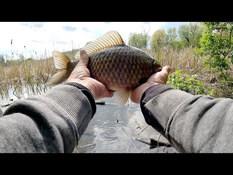 Видео: гіганські карасі та короп на бічний кивок в очереті