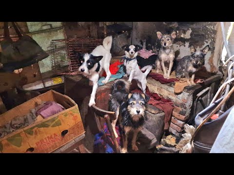 Видео: Эвакуация  собак из ада| Кулунда| 1 серия|Первые сутки спасения двадцати голодающих собак|Dog Rescue