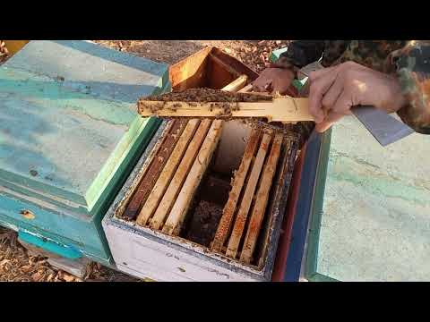 Видео: Начинаем сокращать гнёзда в зиму