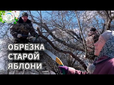 Видео: Обрезка яблони. Как обрезать старую яблоню весной