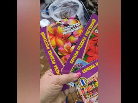 Видео: Плюмерия. Внешний вид. Черенкование, посев.