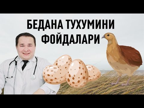 Видео: БЕДАНА ТУХУМИНИ АЁЛ ВА ЭРКАКГА  7-ШИФО ФОЙДАЛАРИ / ЗЎР ГАПЛАР БЎЛДИ ЛЕКИН