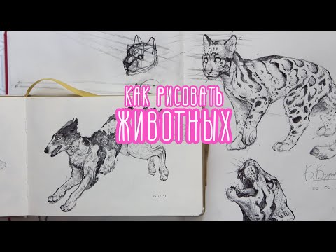 Видео: 🐆как рисовать животных🐆