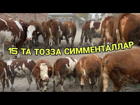 Видео: СУТДОР ГУШДОР ТОЗЗА СИММЕНТАЛ СИГИРЛАР БУГОЗЛАР ЭГАЛАРИДАН ФЕРМАДАН СОТИЛАДИ НАРХИ 10 ноября 2025 г