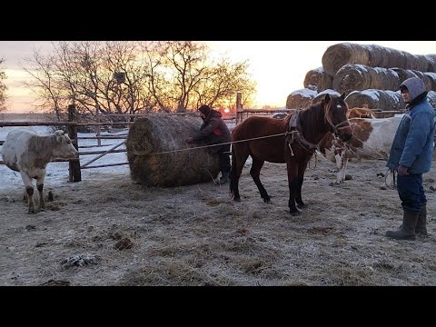 Видео: Таңертеңгілік мезгіл.Бұқа бордақылау,рулон тарату.