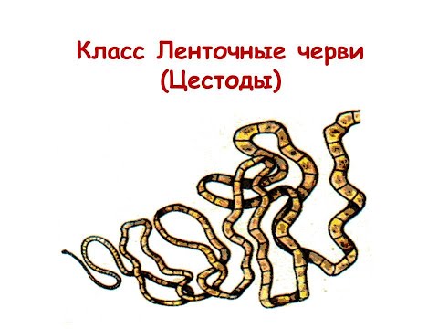 Видео: Класс Ленточные черви (Цестоды). Бычий и свиной цепни.