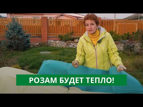 Видео: НИ ОДНА РОЗА НЕ ЗАМЕРЗНЕТ! Как проще всего укрыть розы на зиму?