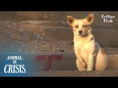 Видео: Беременная собака все еще верит, что ее мертвая мама вернется, чтобы спасти ее (часть 1)
