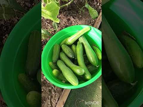 Видео: Последний урожай сентября в теплице этого года 🍅🌶🫑🥒