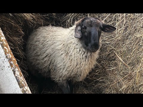 Видео: Обменял старого барана на молодого суффолка