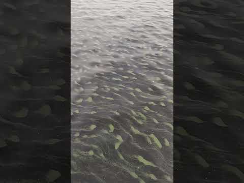 Видео: Тёмные воды Сайгатского залива.