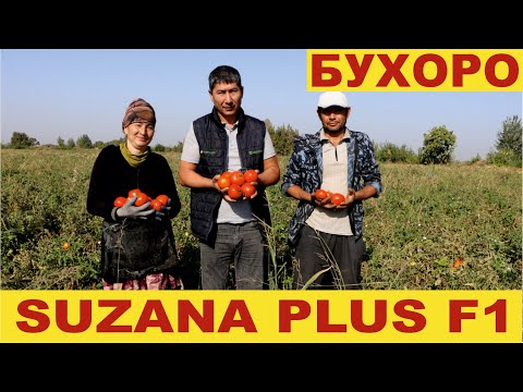 Видео: СЮЗАНА ПЛЮС F1: БИР ТУПИДАН  100 ТАГАЧА ҲОСИЛ САНАДИМ! (Tomato Suzana Plus F1 Sakata)