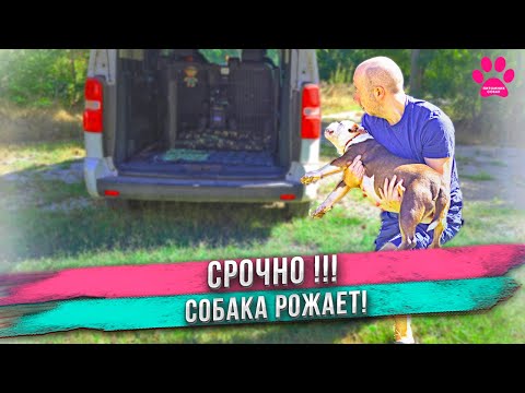 Видео: Собака СРОЧНО едет РОЖАТЬ! Распаковка щенков!