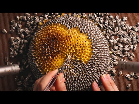 Видео: АСМР Удовлетворительное удаление семян подсолнечника 🌻 (Без разговоров)