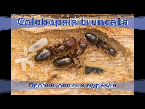 Видео: Этих муравьев хотят все! Пробкоголовый муравей (Colobopsis truncata). Обзор. #3