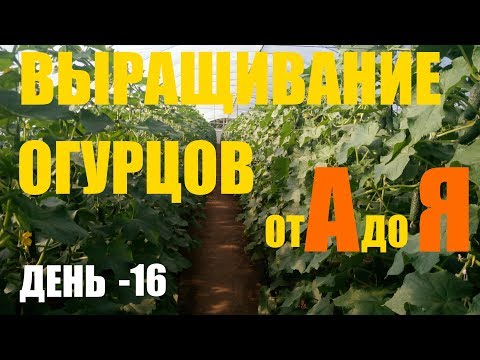 Видео: Выращивание огурцов (2й оборот) День 16