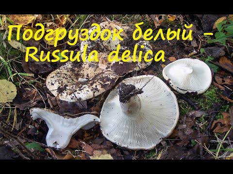 Видео: Подгруздок белый - ценный гриб!