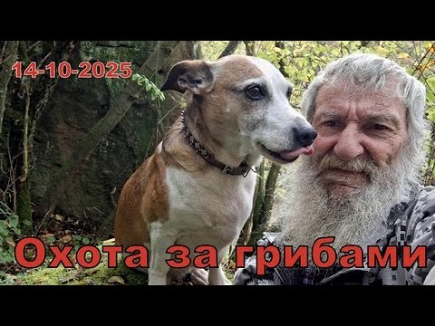 Видео: ГРИБНАЯ ОХОТА