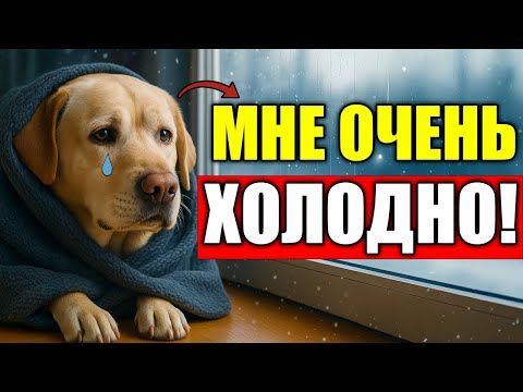 Видео: 14 ОШИБОК Зимой, от которых СТРАДАЕТ Твоя Собака!