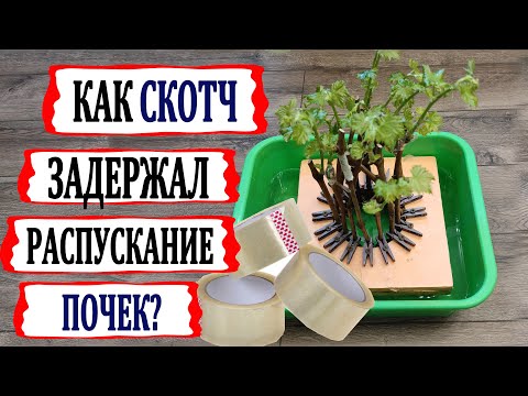 Видео: 🍇 Сможет ли канцелярский скотч задержать распускание почек при укоренении черенков винограда?