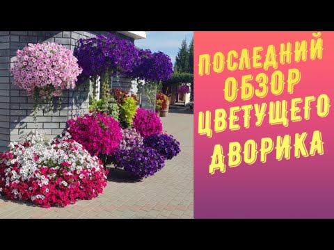Видео: ОБЗОР ЦВЕТУЩЕГО ДВОРИКА В АВГУСТЕ