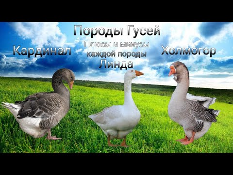 Видео: Породы гусей. Их плюсы и минусы содержания + характеристики.