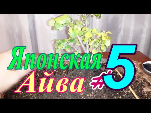 Видео: Многоствольная Японская айва/Chaenoméles japónica  #5 Ноябрь 2025