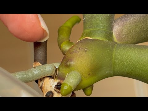 Видео: Из-за этого корни орхидеи будут расти! Полив, который разбудит цветонос орхидеи!