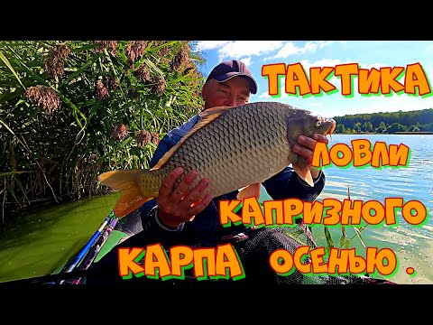 Видео: КАК УГОВОРИТЬ КАПРИЗНОГО КАРПА на ПОКЛЕВКУ ? Трудовая РЫБАЛКА на УДОЧКУ в СЕНТЯБРЕ .