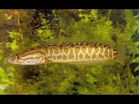 Видео: Жыланбас балықтар  бойынша аулау