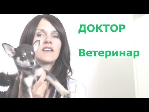 Видео: ASMR Ветеринарный доктор