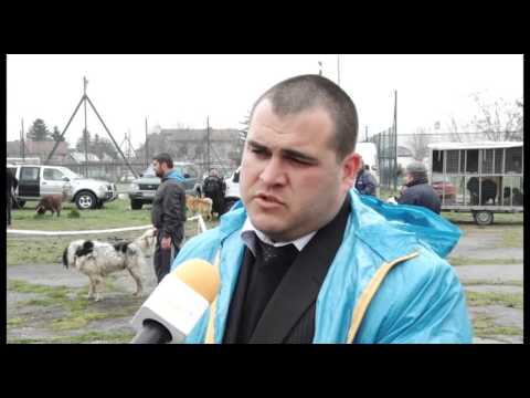 Видео: Българското Овчарско Куче