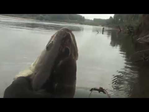 Видео: 🦈Рыбалка на Чулыме Томская область 2019 Щука Язь Судак🎣