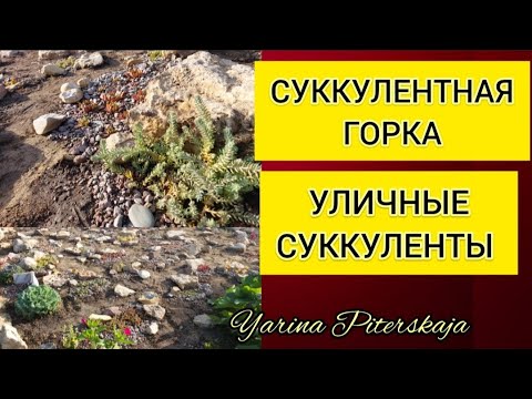 Видео: Суккулентная горка. Уличные суккуленты.