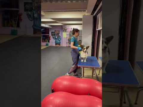 Видео: Корги тренеруются