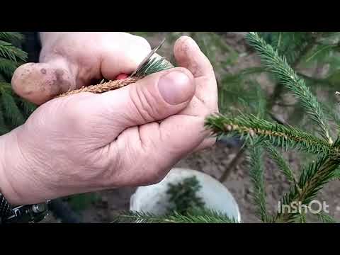 Видео: Щеплення ялини, технологія та строки.