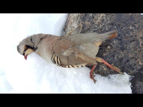Видео: Охота на кеклика в Таджикистане с луком и стрелами.